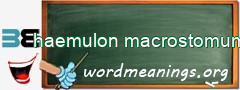 WordMeaning blackboard for haemulon macrostomum